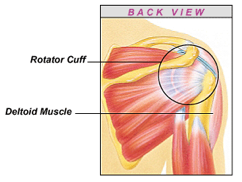 Rotator Cuff Posterior